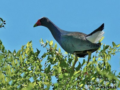 POLLA AZUL (Porphyrio martinica) - Parque Lecocq - MONTEVIDEO (Octubre 2014)